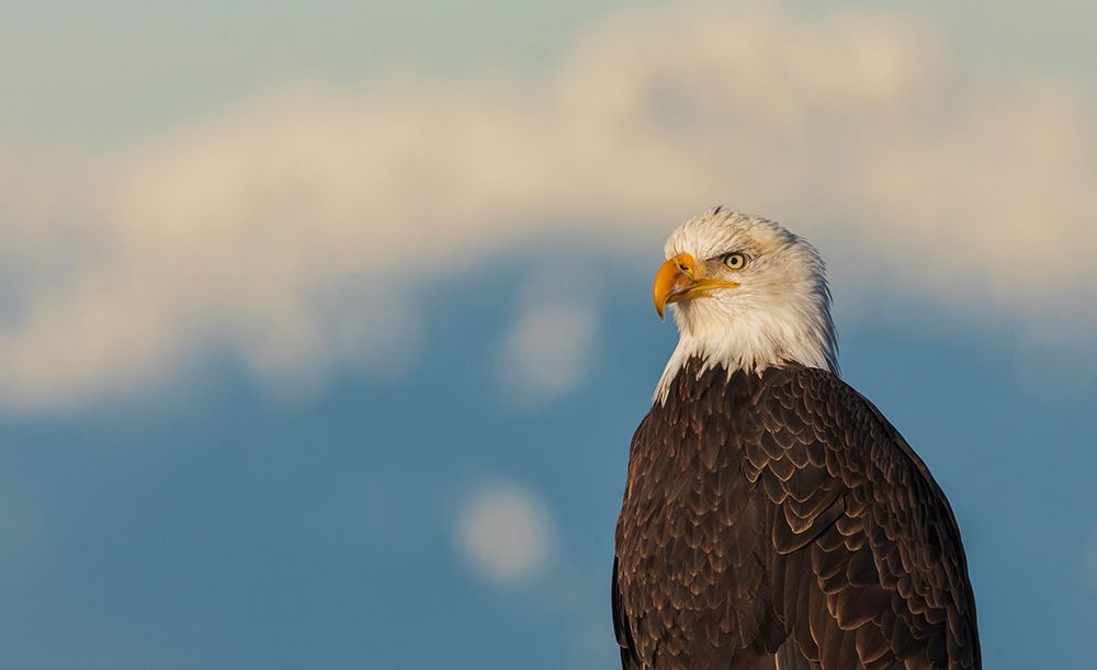 British Columbia Art prints and posters