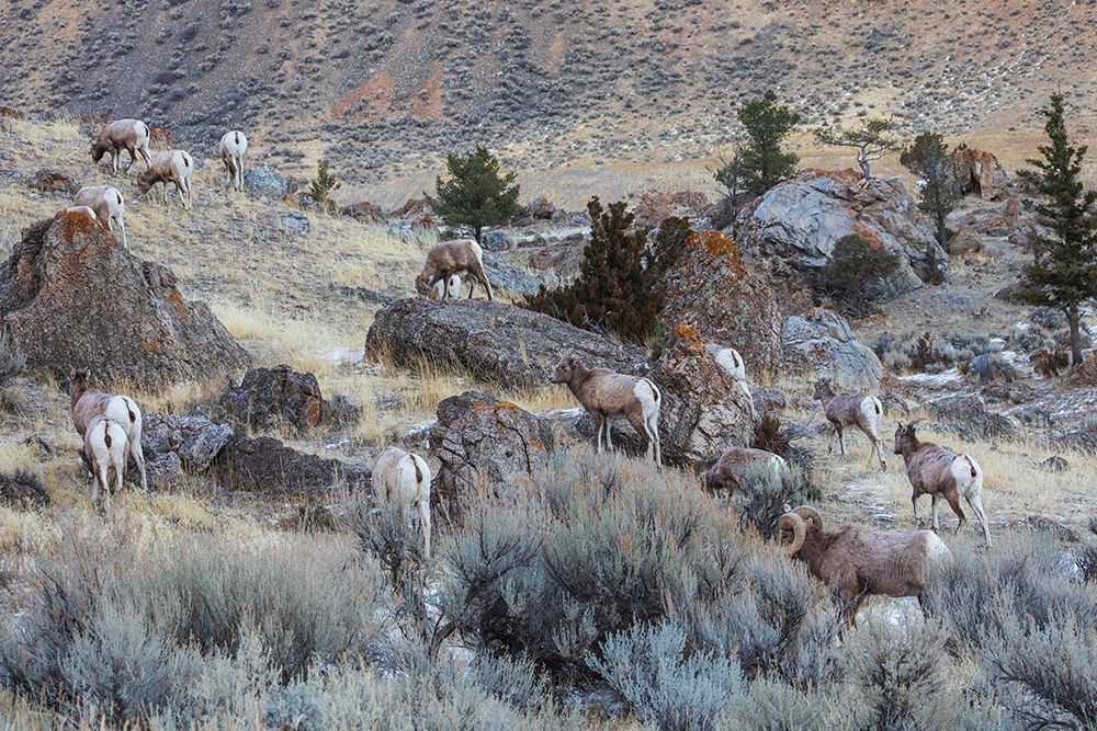 USA-Yellowstone National Park-Montana-bighorn sheep-wintering herd art print by Ken Archer for $57.95 CAD