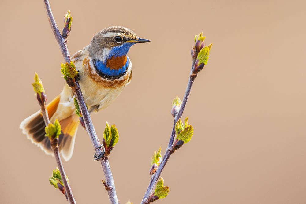 Bluethroat-checking on his territory art print by Ken Archer for $57.95 CAD