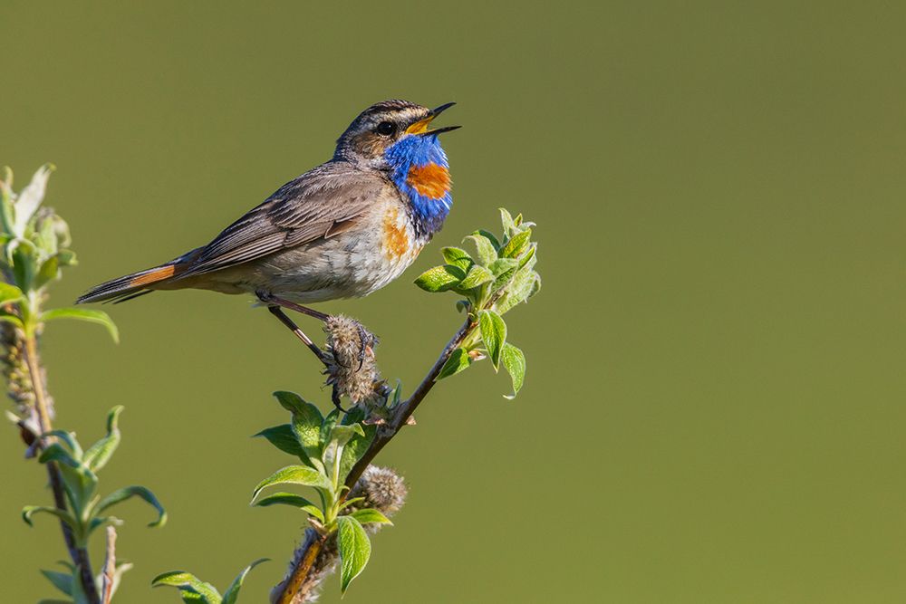 Bluethroat-territory song on the arctic tundra-Seward Peninsula-Alaska-USA art print by Ken Archer for $57.95 CAD