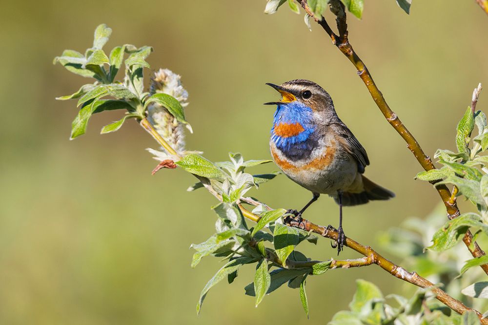 Bluethroat singing-his territory song on the arctic tundra USA-Alaska-Seward Peninsula art print by Ken Archer for $57.95 CAD