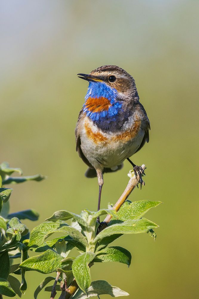 Bluethroat-territory song of the arctic tundra of the Seward Peninsula-USA-Alaska art print by Ken Archer for $57.95 CAD