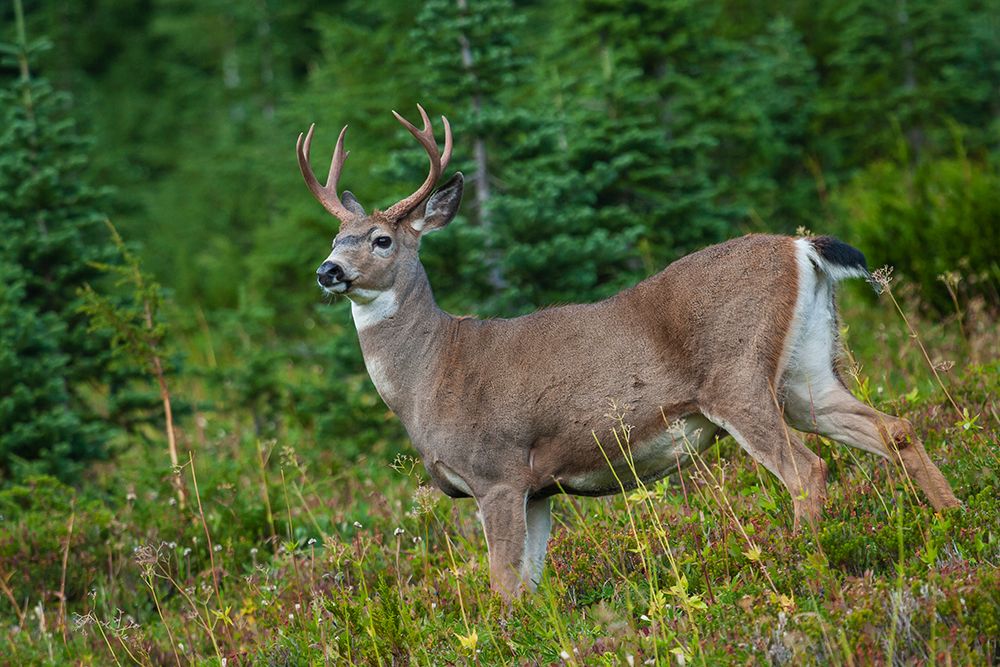 Black-tailed deer buck art print by Ken Archer for $57.95 CAD
