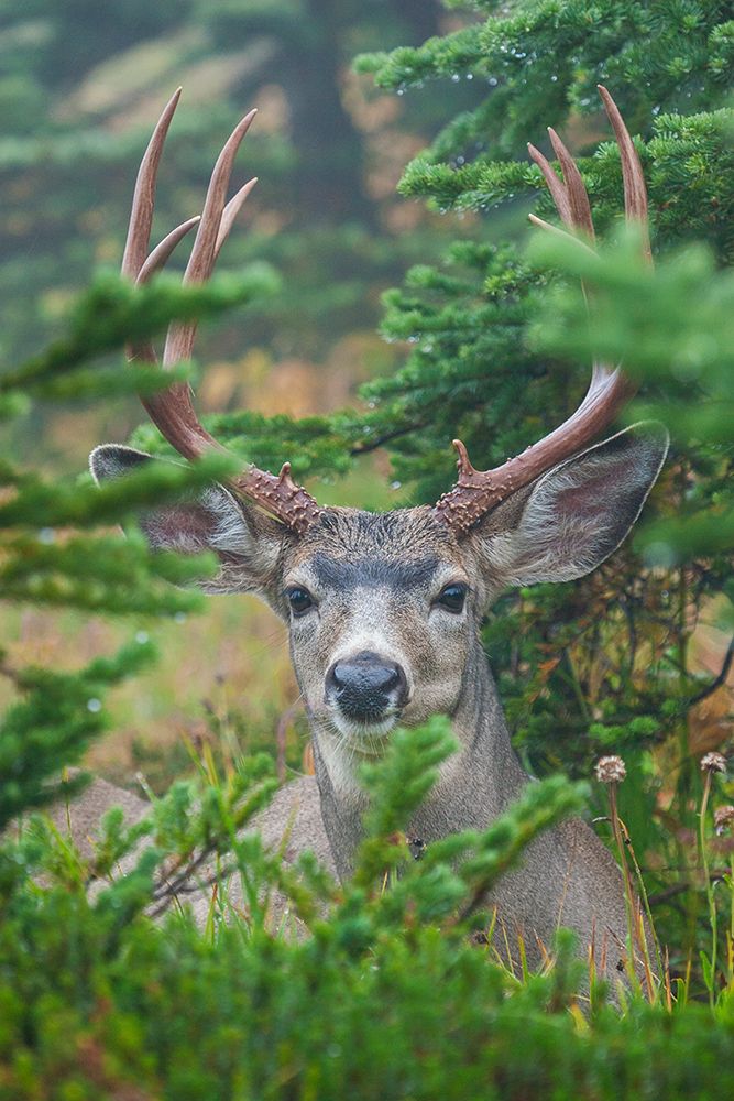 Black-tailed deer buck art print by Ken Archer for $57.95 CAD