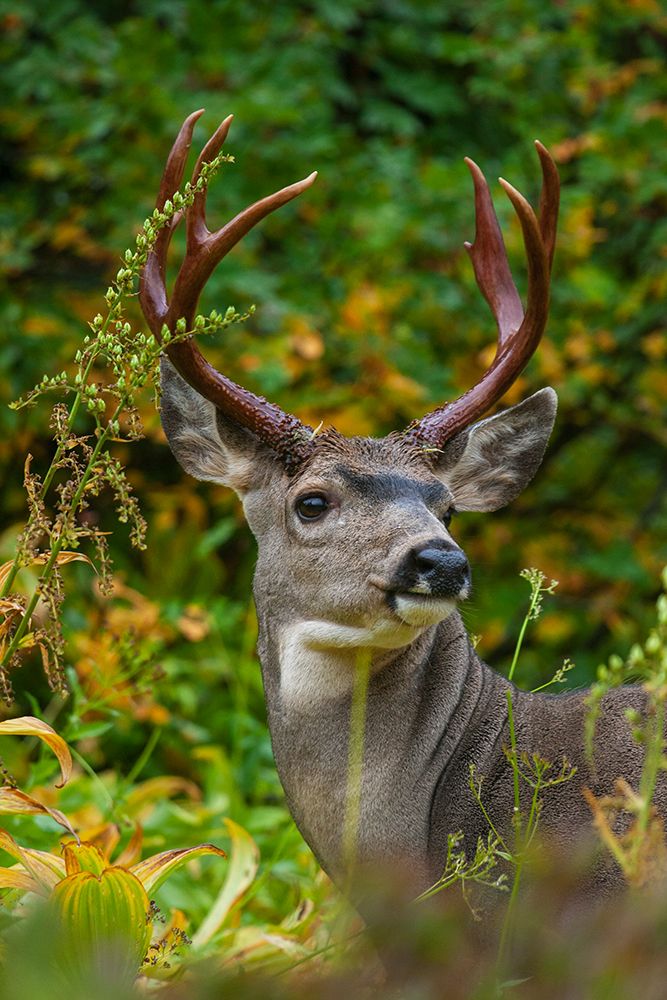 Black-tailed deer buck art print by Ken Archer for $57.95 CAD