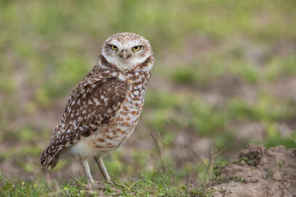 USA-Southeast Oregon-Malheur National Wildlife Refuge-burrowing owl near nesting burrow art print by Ken Archer for $57.95 CAD