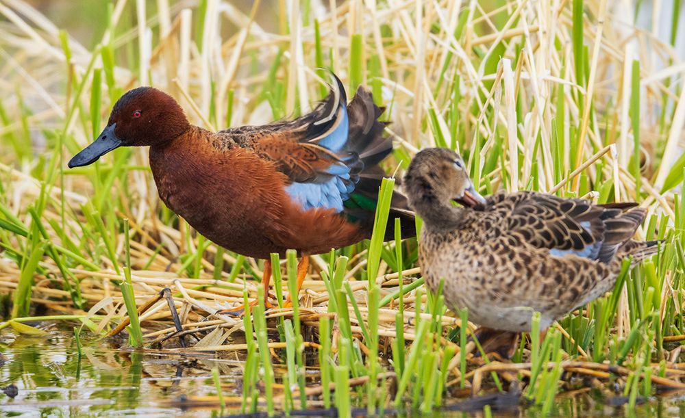 Cinnamon teal pair preening art print by Ken Archer for $57.95 CAD