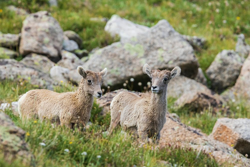 Bighorn sheep-curious lambs overlooking the Colorado alpine country-USA art print by Ken Archer for $57.95 CAD