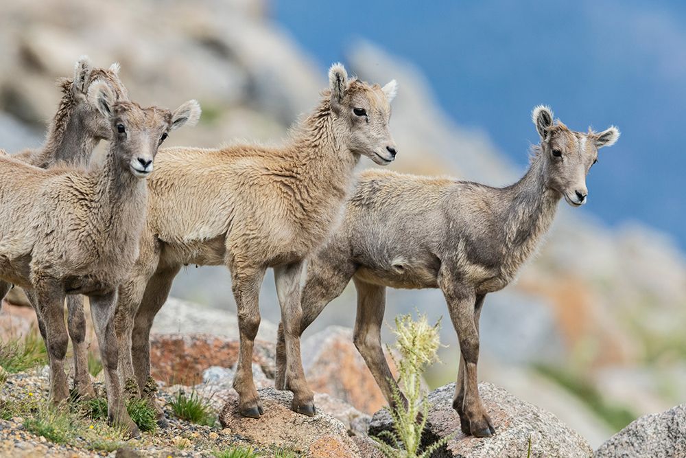 Bighorn sheep lambs-curious youngsters of the alpine country, USA-Colorado art print by Ken Archer for $57.95 CAD