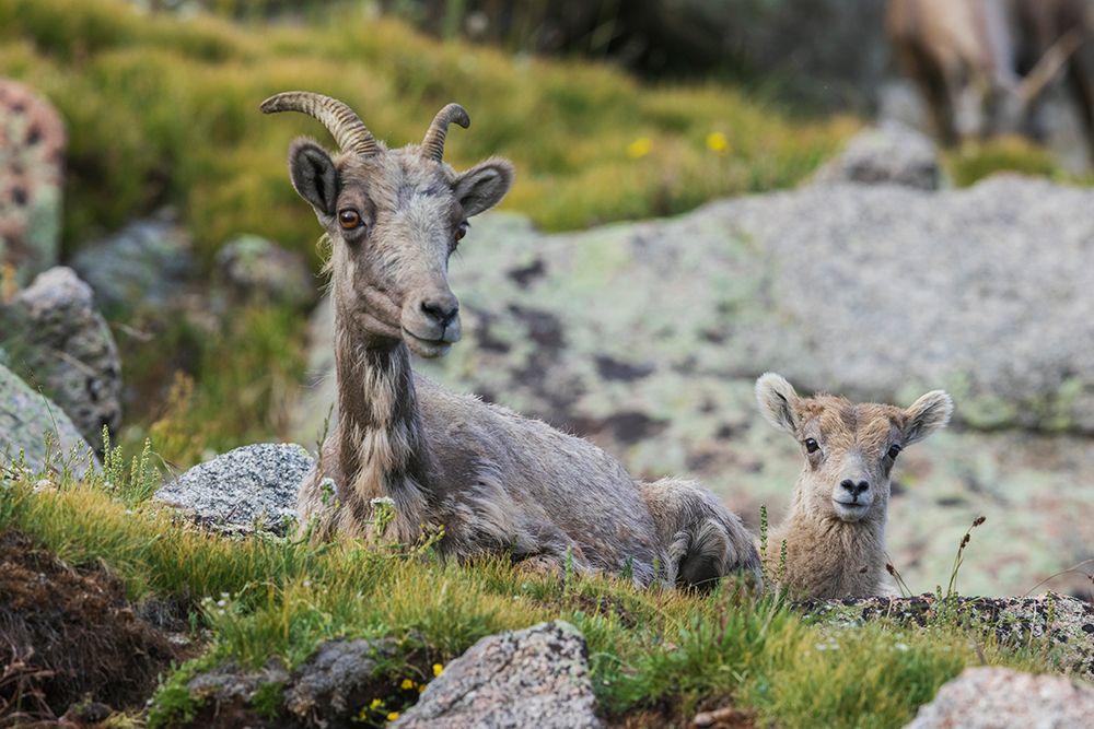 Bighorn sheep-ewe and lamb resting art print by Ken Archer for $57.95 CAD