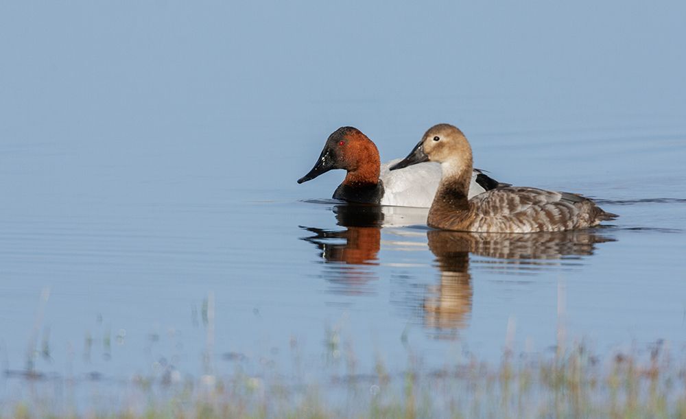 USA-Oregon-Malheur National Wildlife Refuge-canvasback duck pair art print by Ken Archer for $57.95 CAD