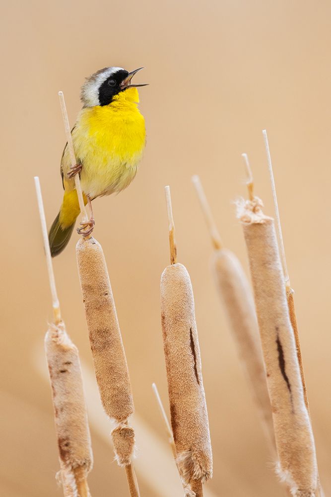 Common yellowthroat art print by Ken Archer for $57.95 CAD
