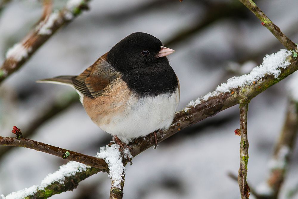 USA-Washington State Titlow Park-dark-eyed Junco (Oregon Race)-winter snow art print by Ken Archer for $57.95 CAD