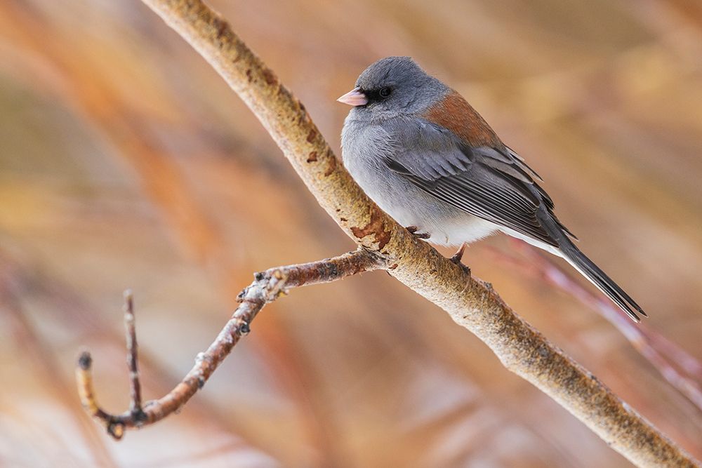 USA-Colorado-North Park-dark-eyed Junco (Gray-headed) art print by Ken Archer for $57.95 CAD