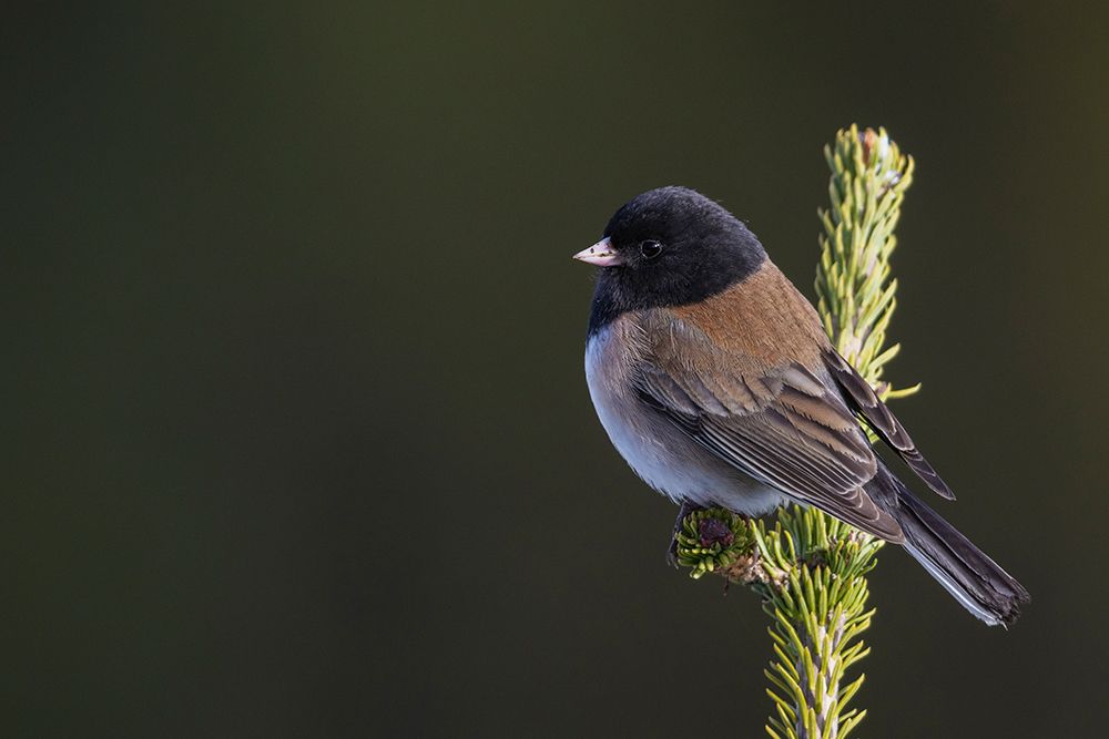 USA-Washington State Olympic National Park-dark-eyed Junco (Oregon Race) art print by Ken Archer for $57.95 CAD