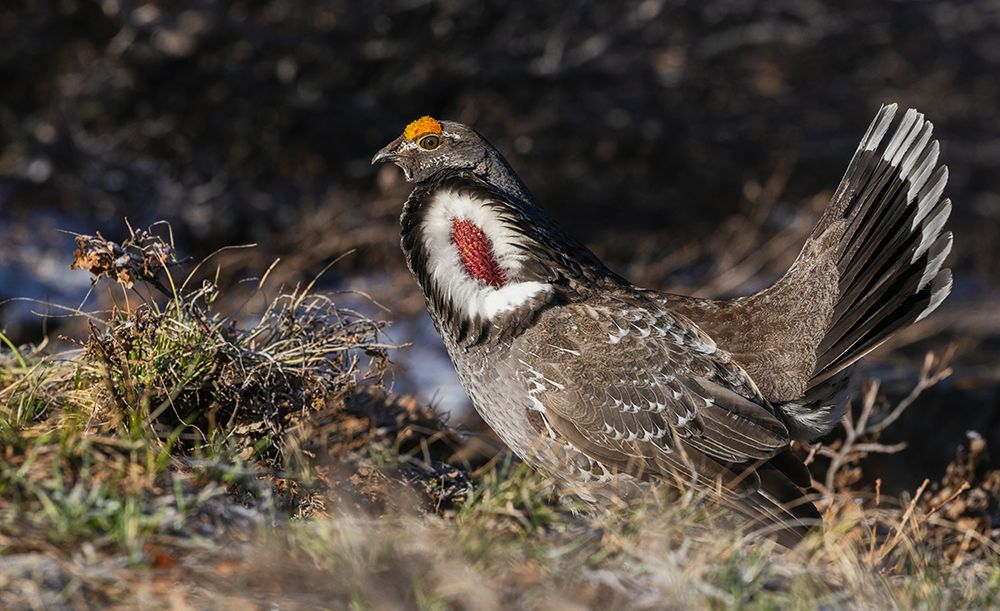Dusky grouse-courtship display-trying to impress a nearby female grouse USA-Colorado art print by Ken Archer for $57.95 CAD