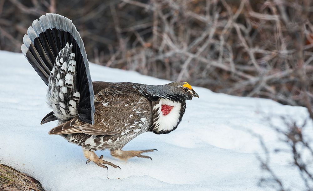 Dusky grouse in courtship display-trying to impress a nearby female grouse, USA-Colorado art print by Ken Archer for $57.95 CAD