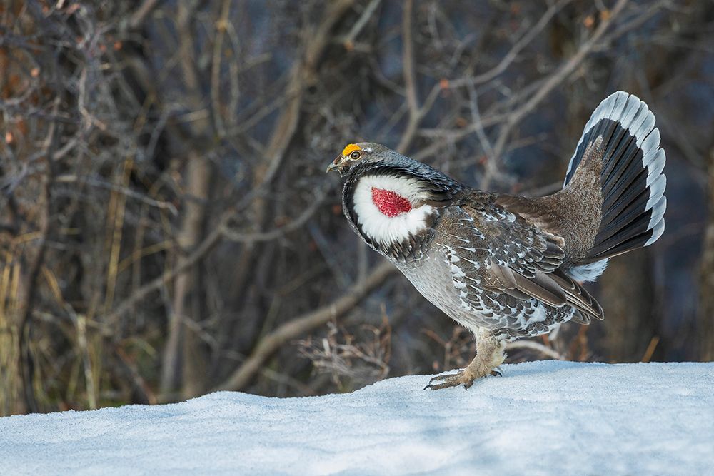 Dusky grouse-courtship display art print by Ken Archer for $57.95 CAD
