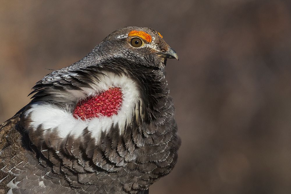 Dusky grouse close-up-courtship calling-trying to impress a nearby female grouse, USA-Colorado art print by Ken Archer for $57.95 CAD