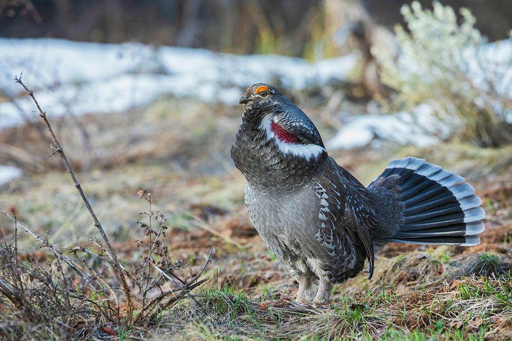 Dusky grouse-courtship display art print by Ken Archer for $57.95 CAD