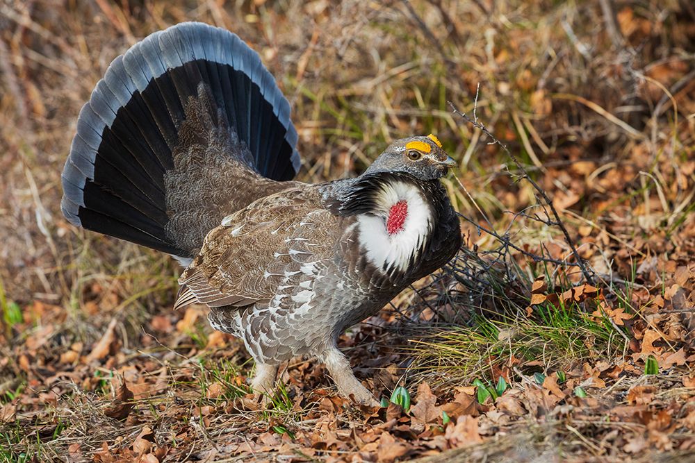 Dusky grouse-courtship display art print by Ken Archer for $57.95 CAD