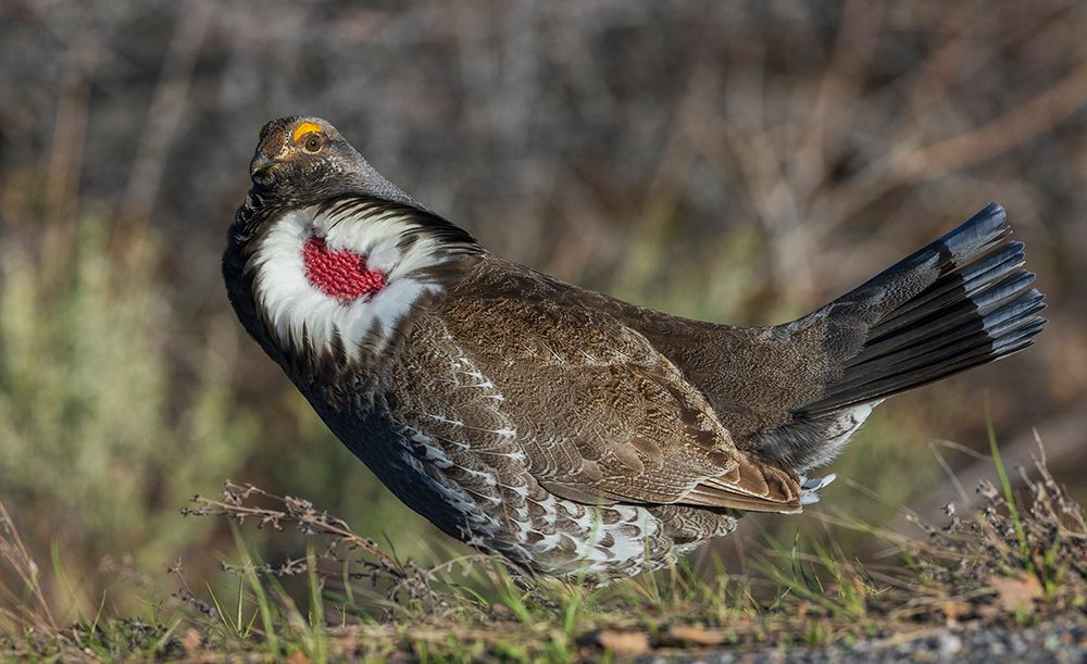 Dusky grouse courtship display-trying to impress a nearby female grouse USA-Colorado art print by Ken Archer for $57.95 CAD