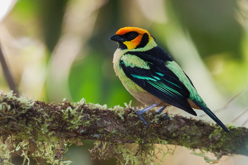 South America-Ecuador Cloud Forest-flame-faced tanager art print by Ken Archer for $57.95 CAD