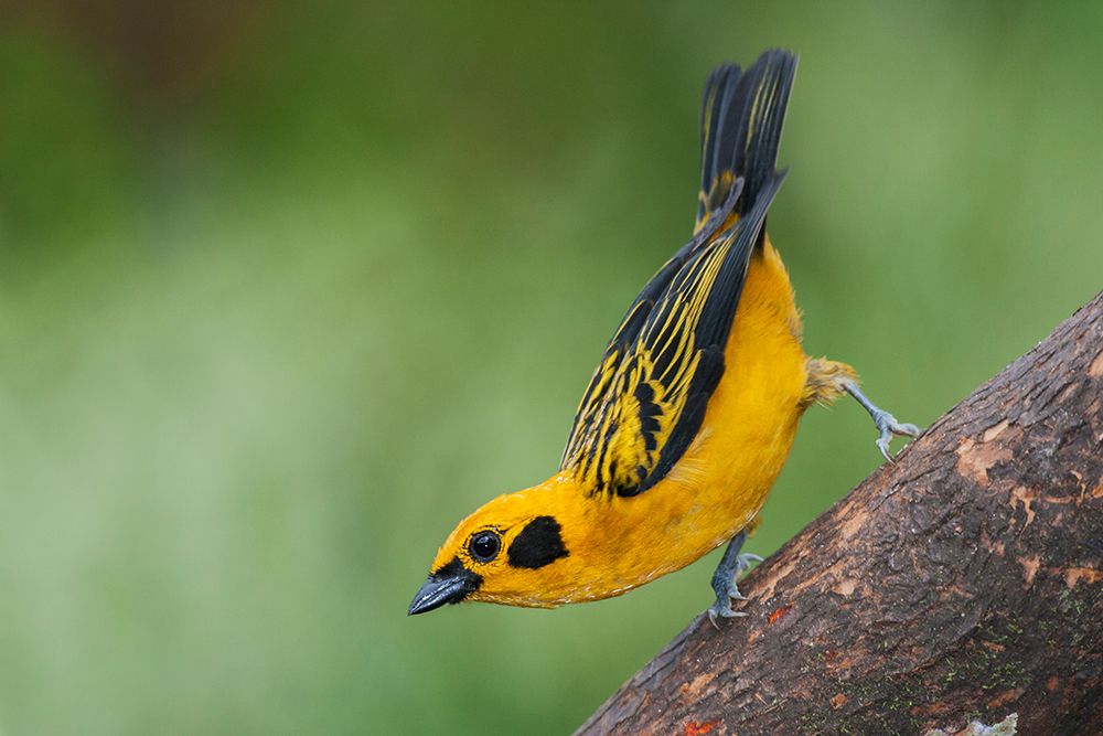 South America-Ecuador Cloud Forest-golden tanager art print by Ken Archer for $57.95 CAD