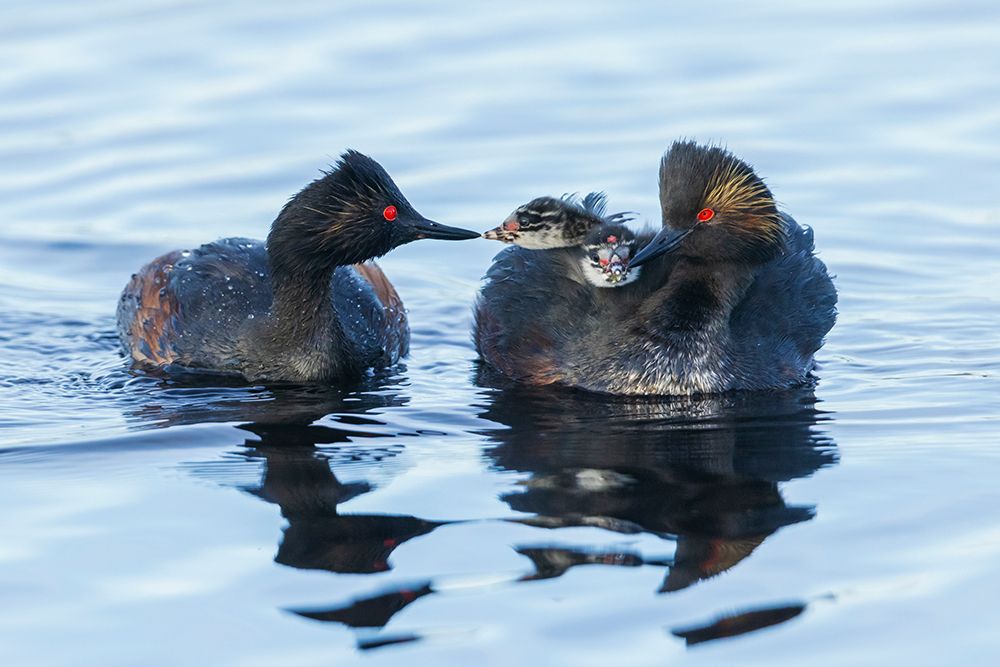 Eared grebe family-parent feeding chicks, USA-Colorado art print by Ken Archer for $57.95 CAD