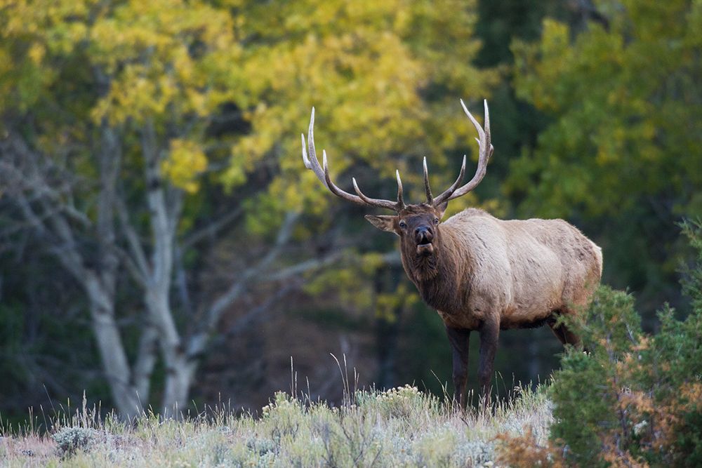 Rocky Mountain bull elk-aspen tree art print by Ken Archer for $57.95 CAD
