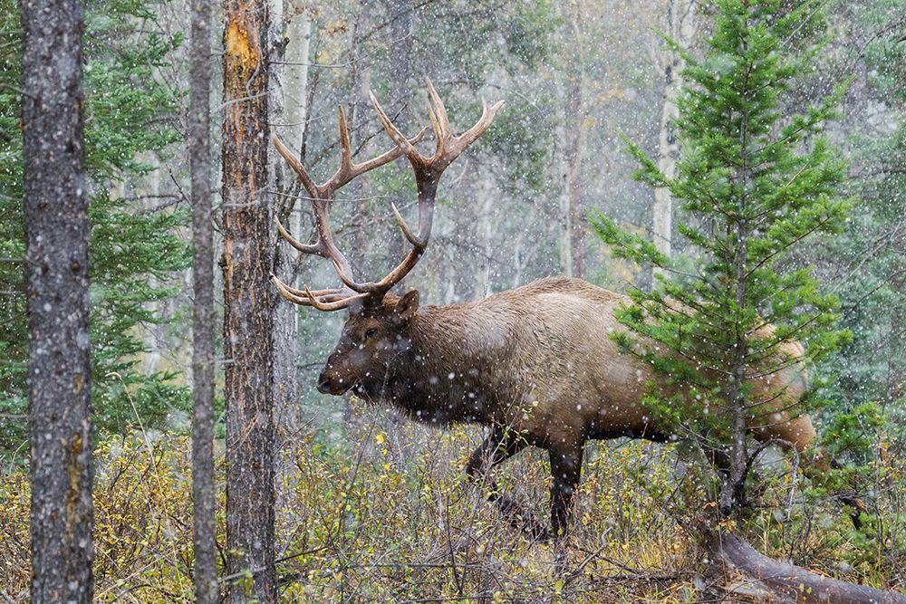 Canada-Alberta-National Park-bull elk-on the move art print by Ken Archer for $57.95 CAD