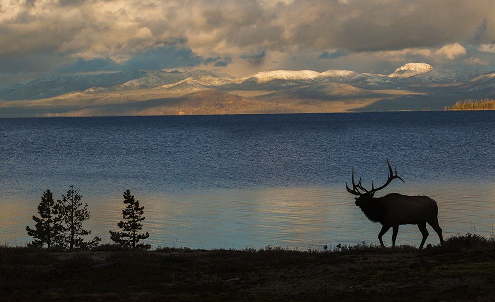 Bull elk silhouette at Yellowstone-Wyoming-USA art print by Ken Archer for $57.95 CAD