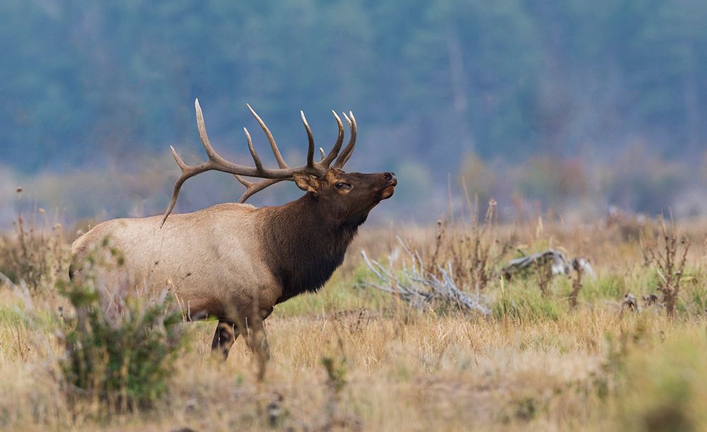 Rocky Mountain bull elk art print by Ken Archer for $57.95 CAD