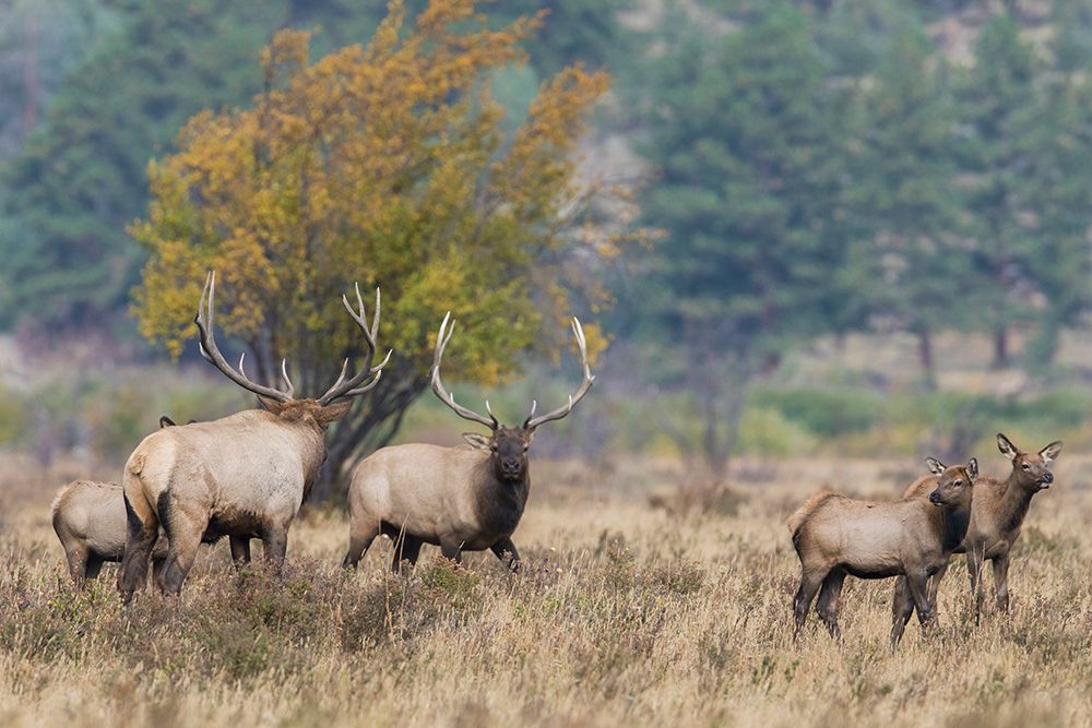 USA-Colorado-Rocky Mountain National Park-bull elk confrontation art print by Ken Archer for $57.95 CAD