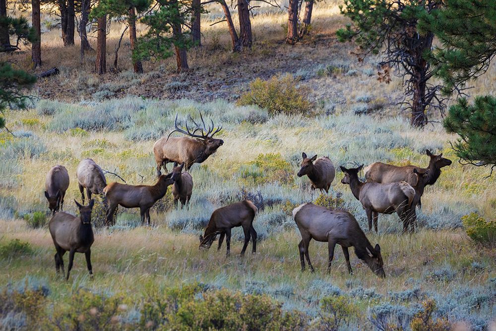 Bull elk with herd of cows art print by Ken Archer for $57.95 CAD
