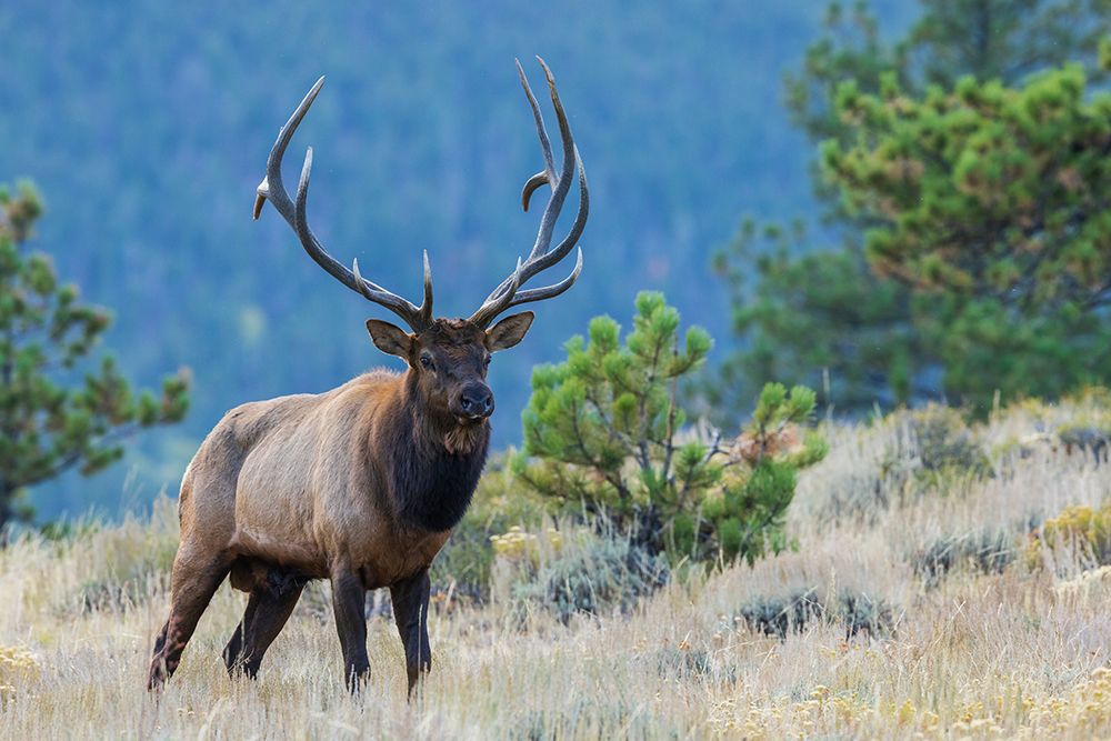 Rocky Mountain bull elk art print by Ken Archer for $57.95 CAD