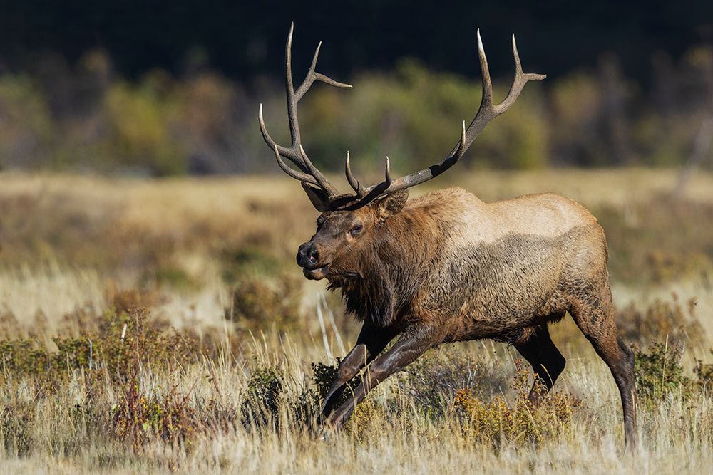 Bull elk chasing nearby rival, USA-Colorado-Rocky mountain meadow art print by Ken Archer for $57.95 CAD