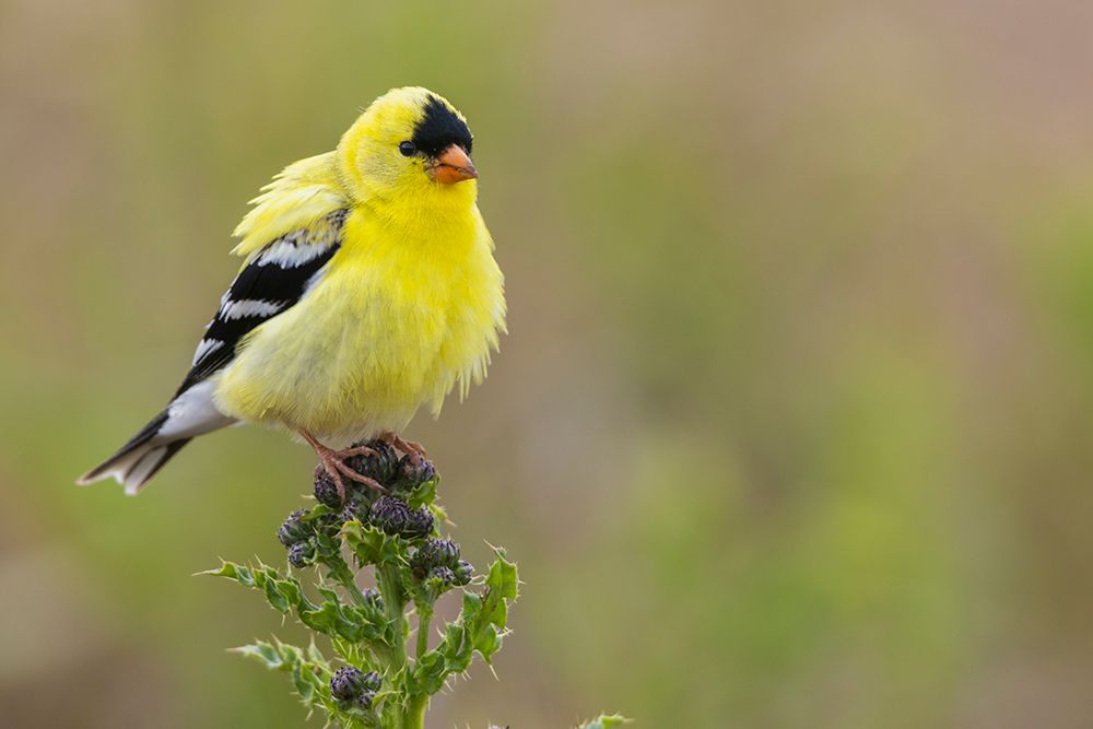 American goldfinch atop thistle buds-USA-Washington State art print by Ken Archer for $57.95 CAD