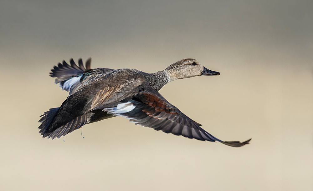 Gadwall duck flying-Colorado wetlands-USA art print by Ken Archer for $57.95 CAD