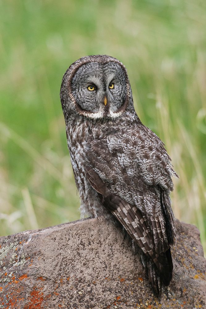 USA-Yellowstone-National Park-Wyoming-great gray owl-spring time hunting perch art print by Ken Archer for $57.95 CAD