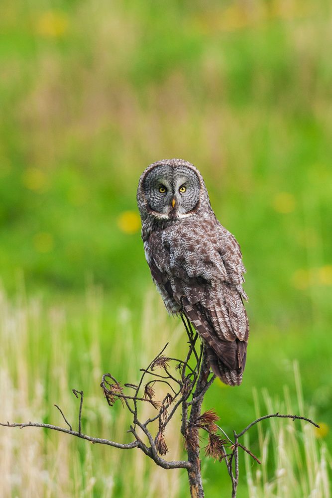 USA-Yellowstone National Park-Wyoming-great gray owl-spring time hunting perch art print by Ken Archer for $57.95 CAD