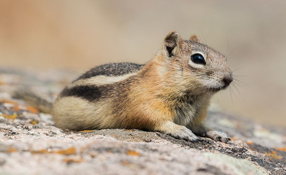 Golden-mantled ground squirrel art print by Ken Archer for $57.95 CAD