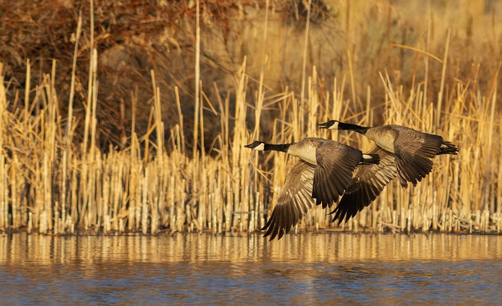 USA-Idaho-Snake River Canyon-Canada geese pair art print by Ken Archer for $57.95 CAD