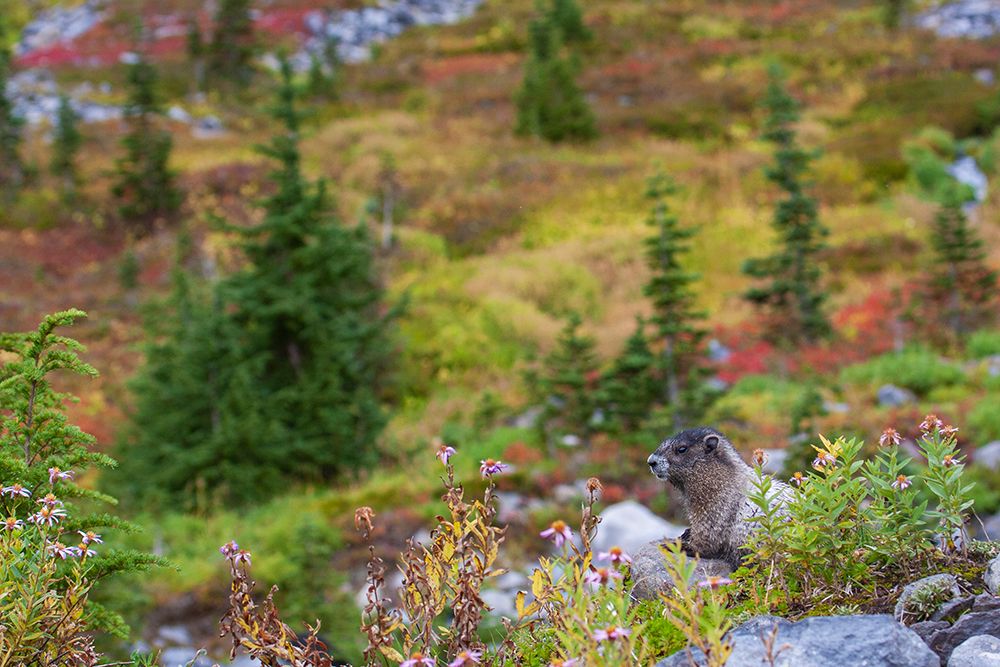 Hoary marmot art print by Ken Archer for $57.95 CAD