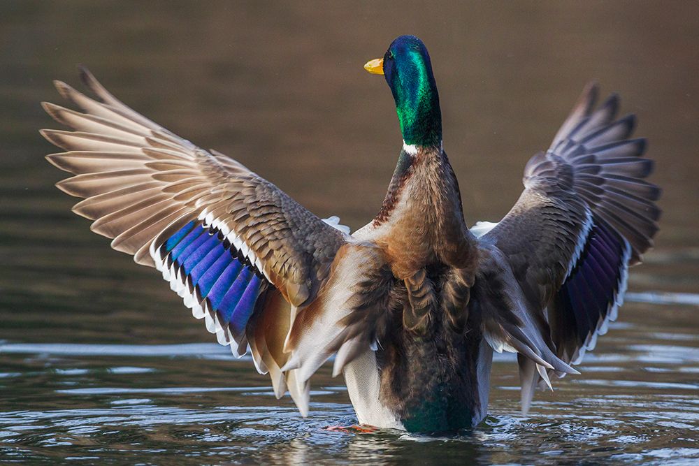 USA-Washington State National Wildlife Refuge-mallard drake drying wings art print by Ken Archer for $57.95 CAD
