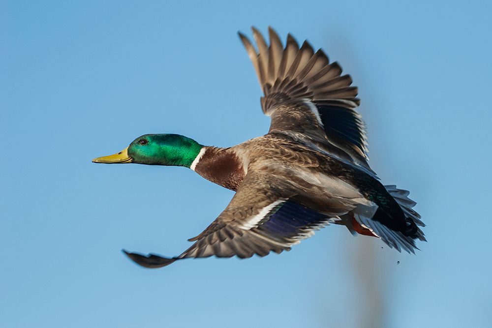 USA-Washington State Nisqually National Wildlife Refuge-mallard drake flying art print by Ken Archer for $57.95 CAD