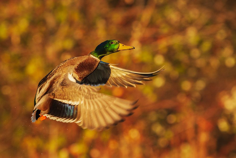 USA-Washington State Nisqually National Wildlife Refuge-mallard drake flying art print by Ken Archer for $57.95 CAD