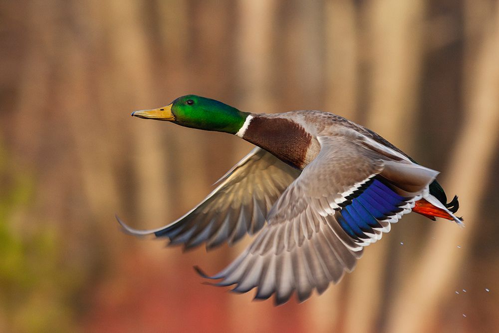 USA-Washington State Nisqually National Wildlife Refuge-mallard drake flying art print by Ken Archer for $57.95 CAD
