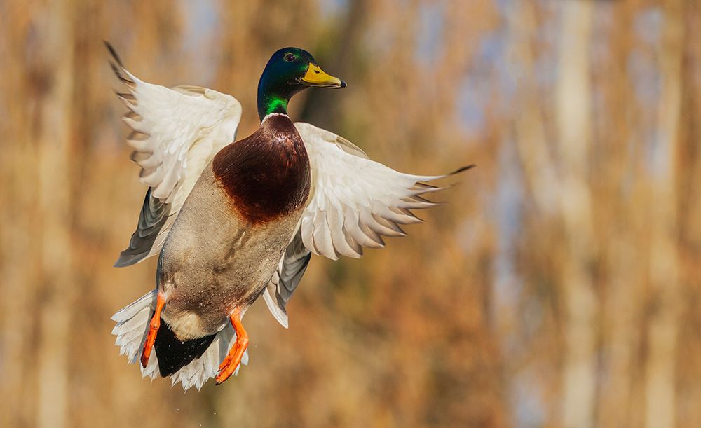 USA-Washington State Nisqually National Wildlife Refuge-mallard drake flying art print by Ken Archer for $57.95 CAD