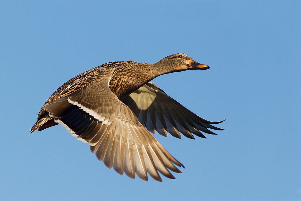 USA-Washington State Nisqually National Wildlife Refuge-mallard hen in flight art print by Ken Archer for $57.95 CAD